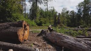 Best Tree Risk Assessment  in Carrollton, TX