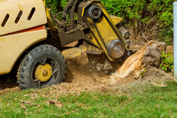 Carrollton, TX Tree Services Company