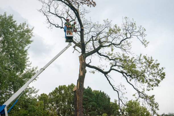 Best Hazardous Tree Removal  in Carrollton, TX