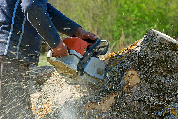 Best Lawn Grading and Leveling  in Carrollton, TX